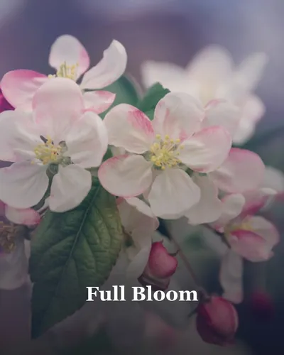 Cover image for Full Bloom