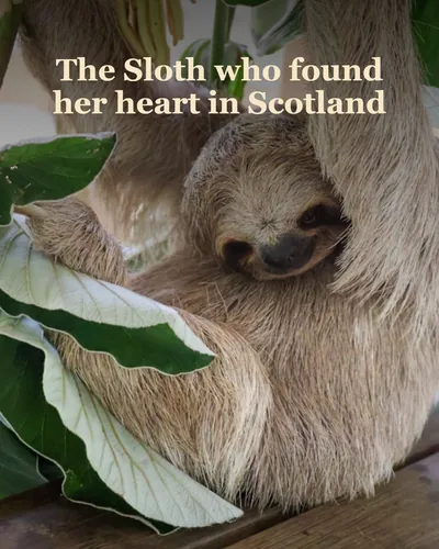 Cover image for The Sloth who found her heart in Scotland