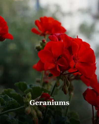 Cover image for Geraniums
