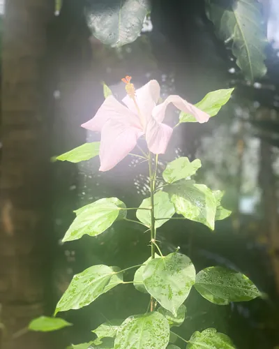 Cover image for The Tender Blooms