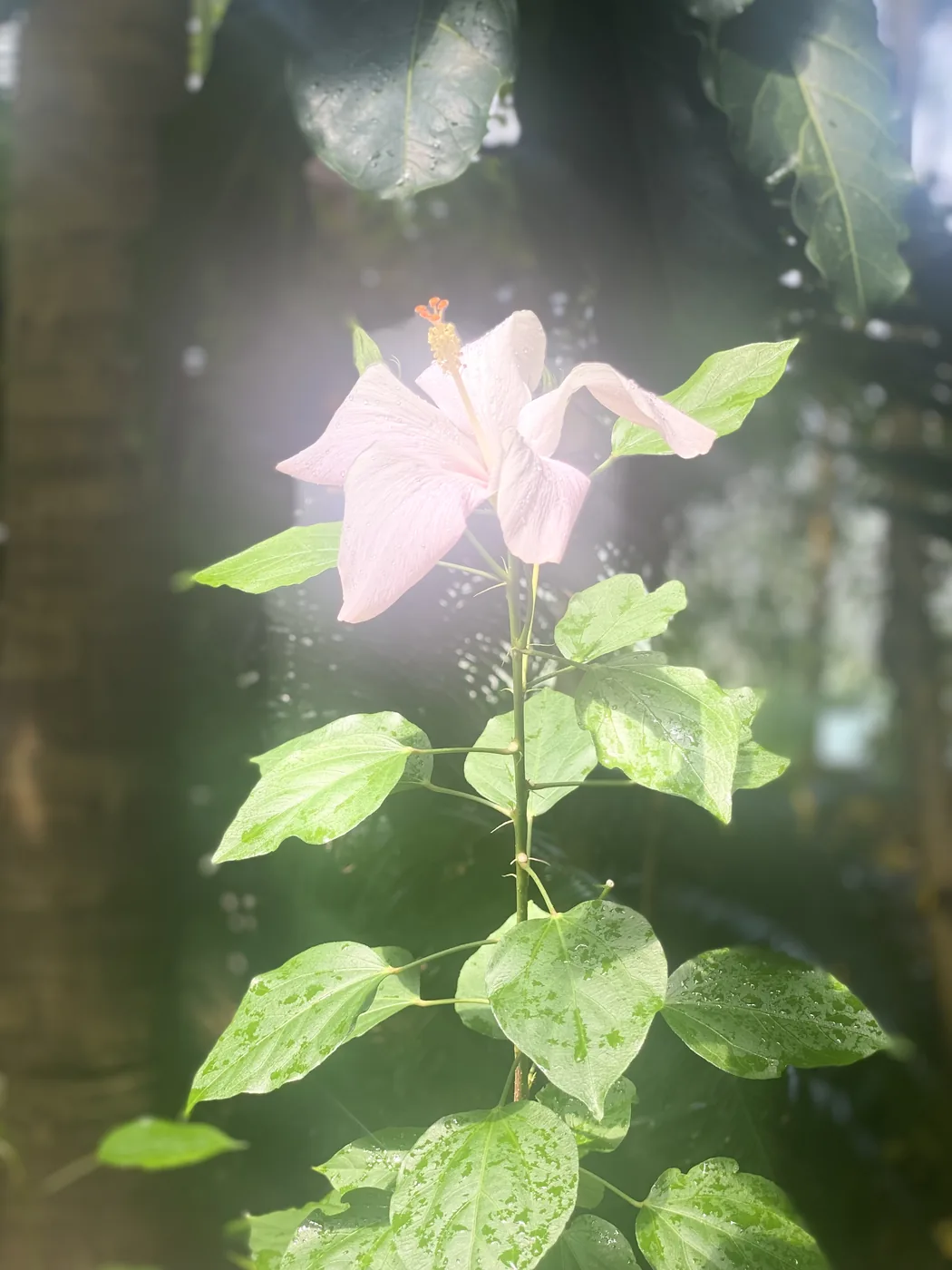 The Tender Blooms