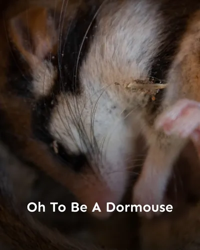 Cover image for Oh To Be A Dormouse