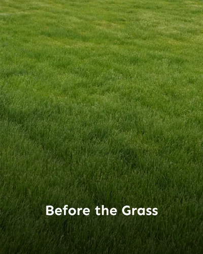 Cover image for Before the Grass