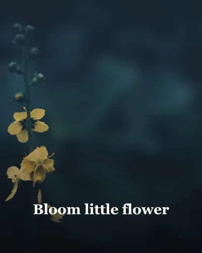 Cover image for Bloom Little Flower