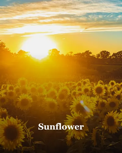 Cover image for Sunflower