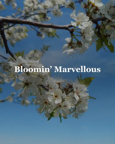 Cover image for Bloomin’ Marvellous