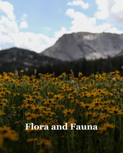 Cover image for Flora and Fauna