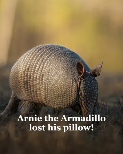 Cover image for Arnie the Armadillo lost his pillow!