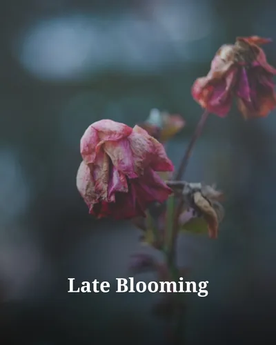 Cover image for Late Blooming