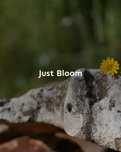 Cover image for Just Bloom