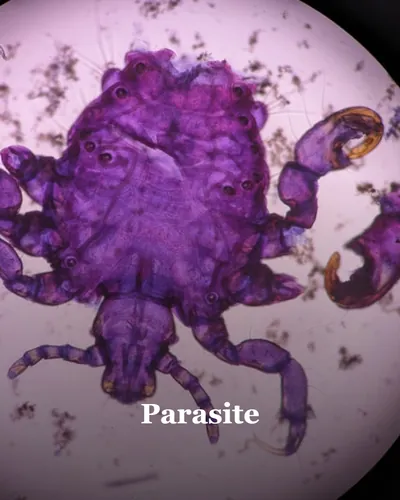 Cover image for Parasite