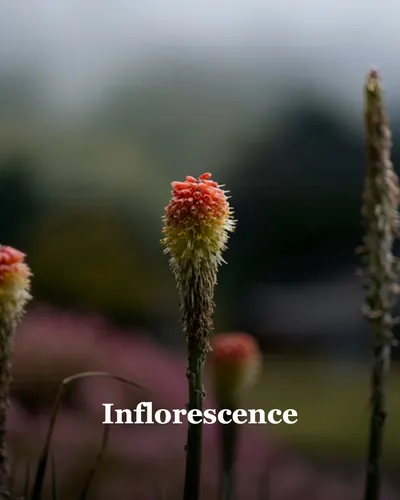 Cover image for Inflorescence