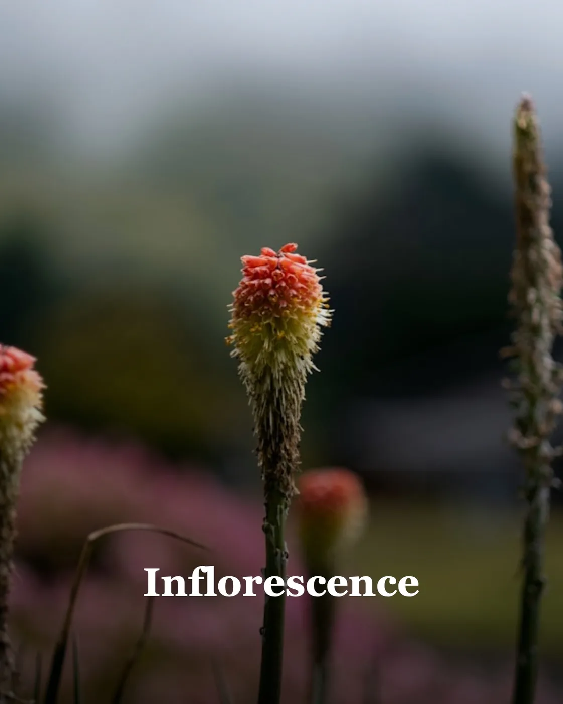 a close up of a plant