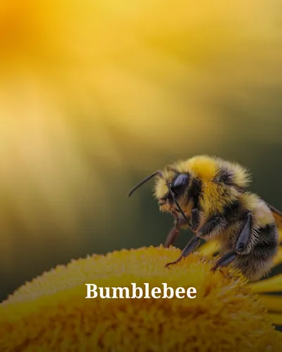 Cover image for Bumblebee