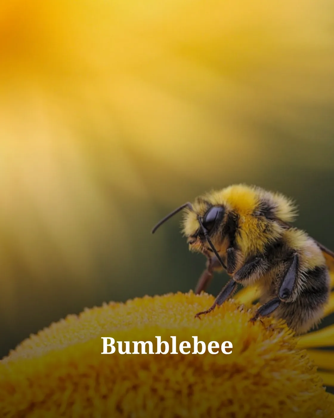 honeybee perching on yellow flower