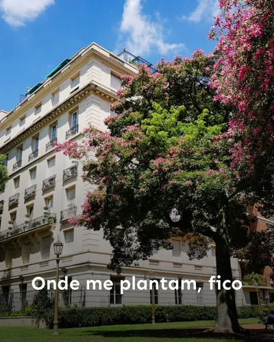 Imagem de capa para Onde me plantam, fico
