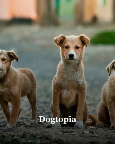 Cover image for Dogtopia