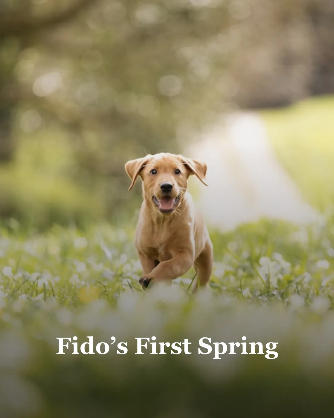 a dog running through a field of grass