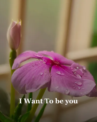 Cover image for I Want To be you