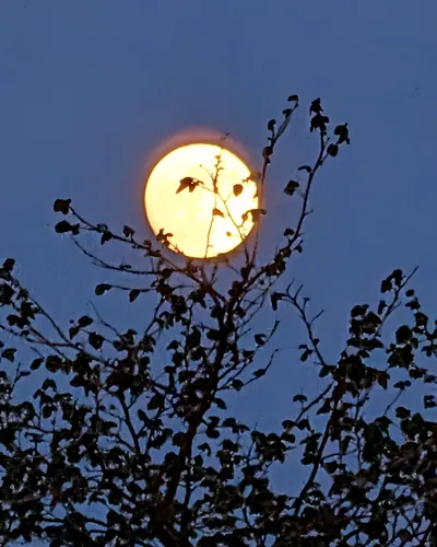 Cover image for Born To Dream