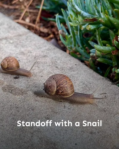 Cover image for Standoff with a Snail