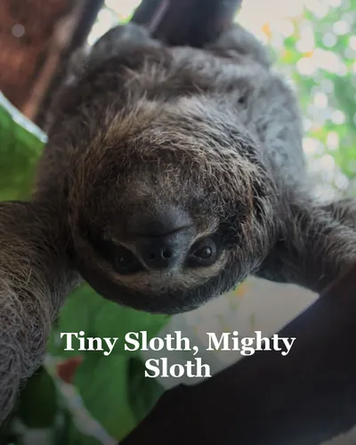 Cover image for Tiny Sloth, Mighty Sloth